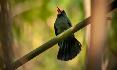 Clube de Observação de Aves do Acre debate Educação Ambiental